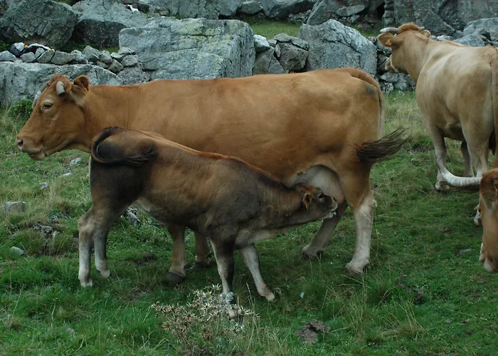El Mirador Fogadó 2*